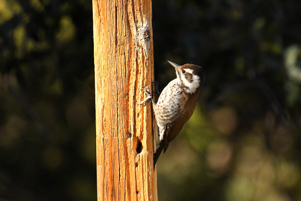 アリゾナアカゲラ - ML646537079