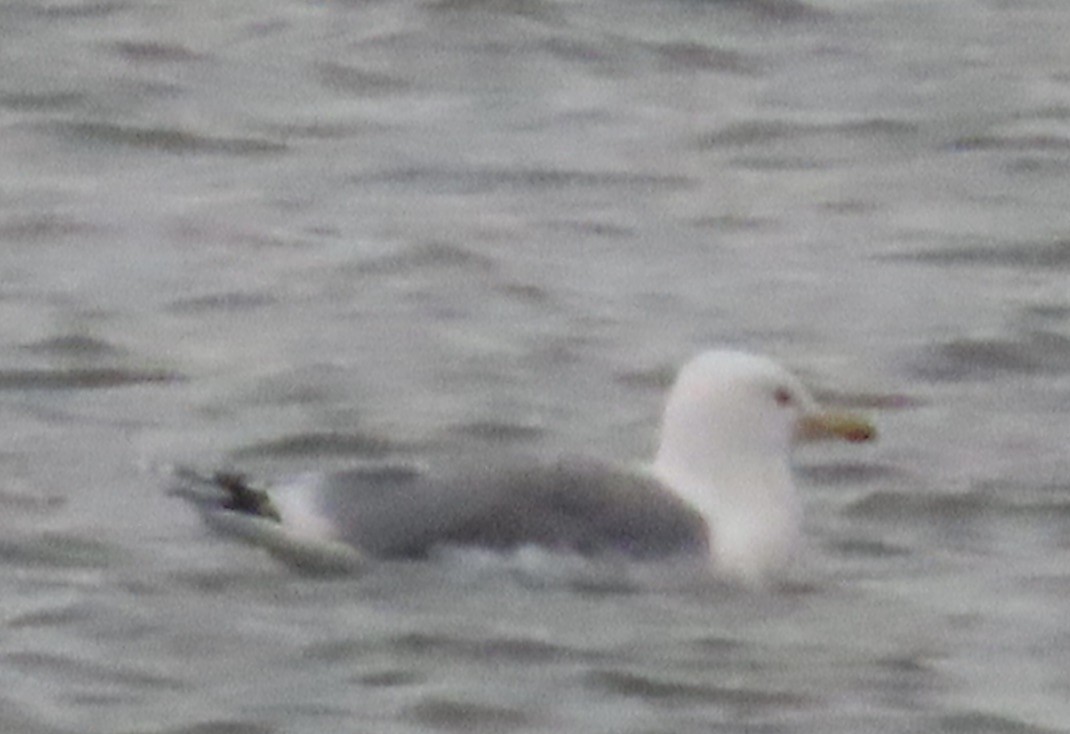 Gaviota del Caspio - ML646537080