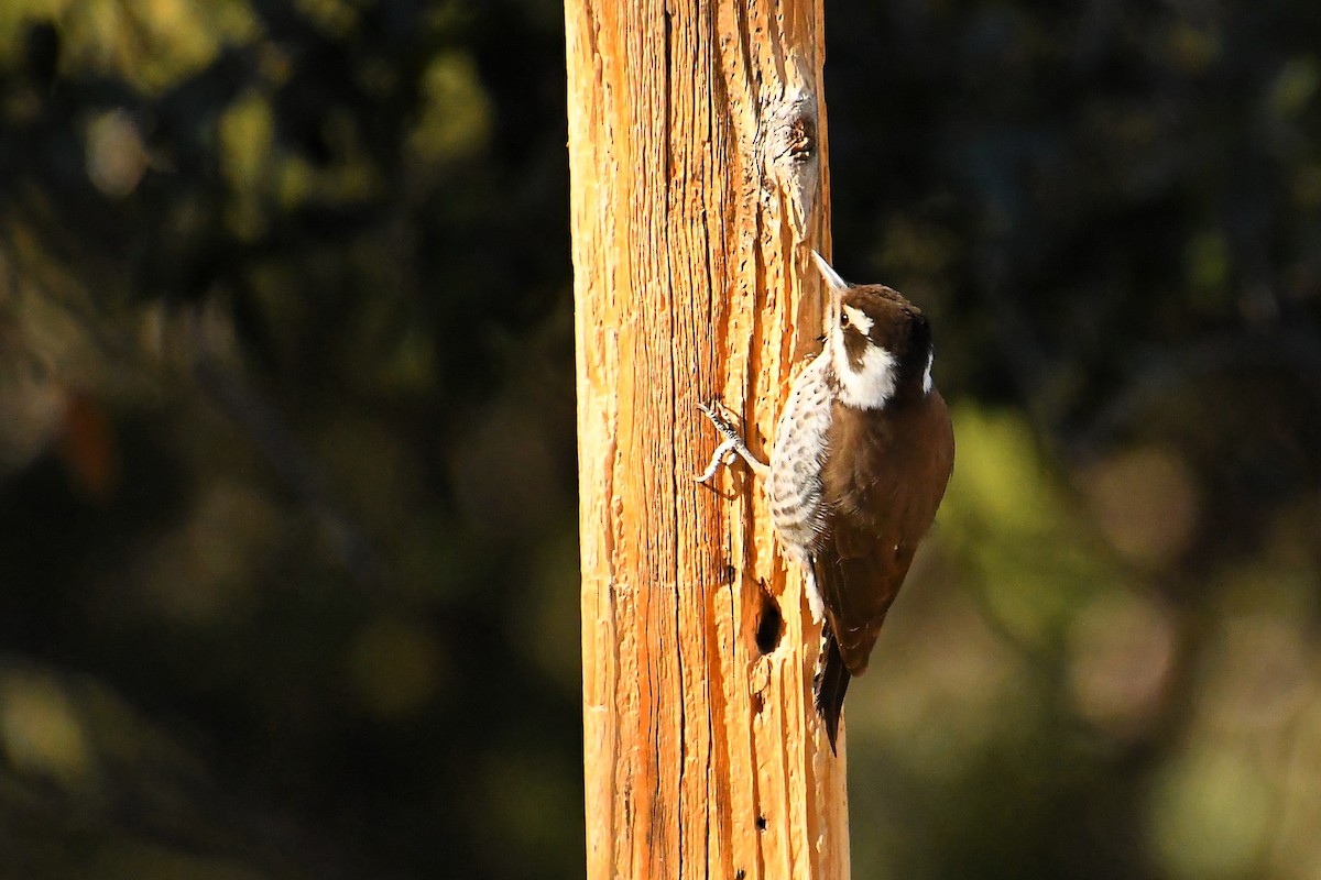 アリゾナアカゲラ - ML646537081