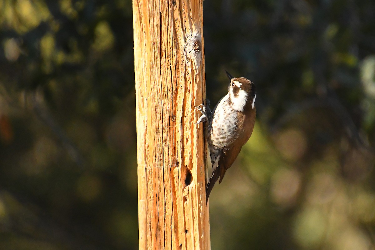 アリゾナアカゲラ - ML646537082
