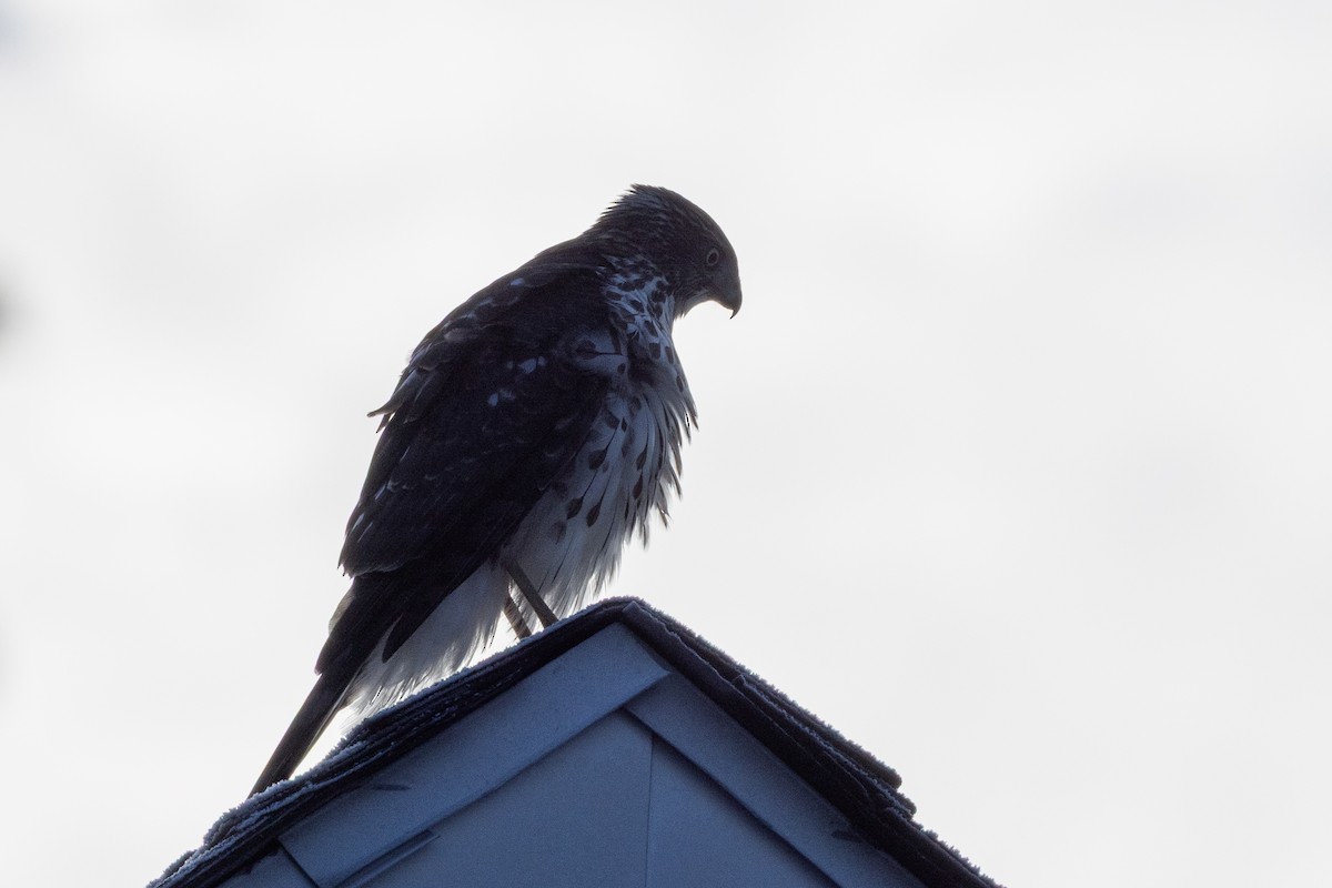 Gavilán de Cooper - ML646537083