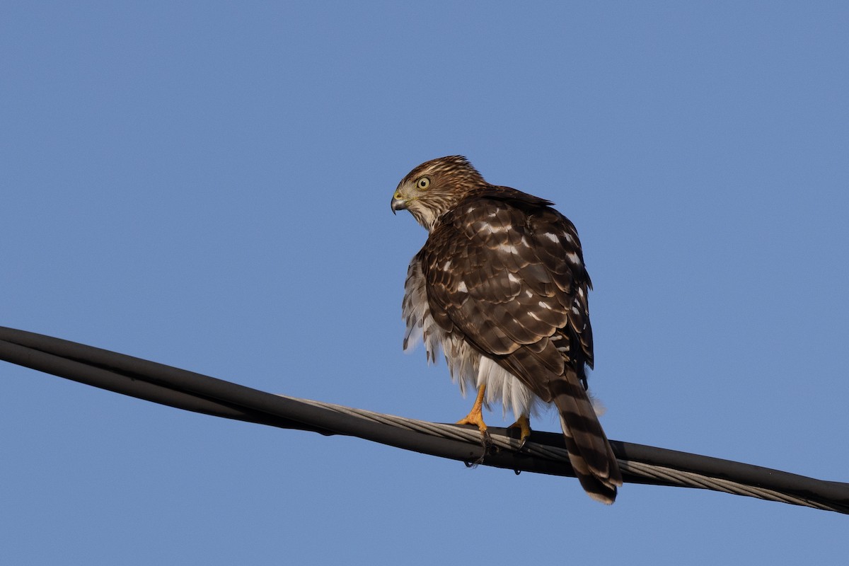 Gavilán de Cooper - ML646537084