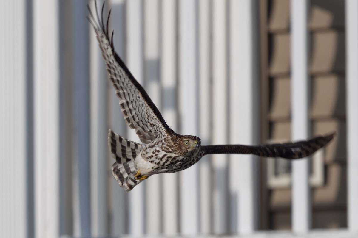 Gavilán de Cooper - ML646537085