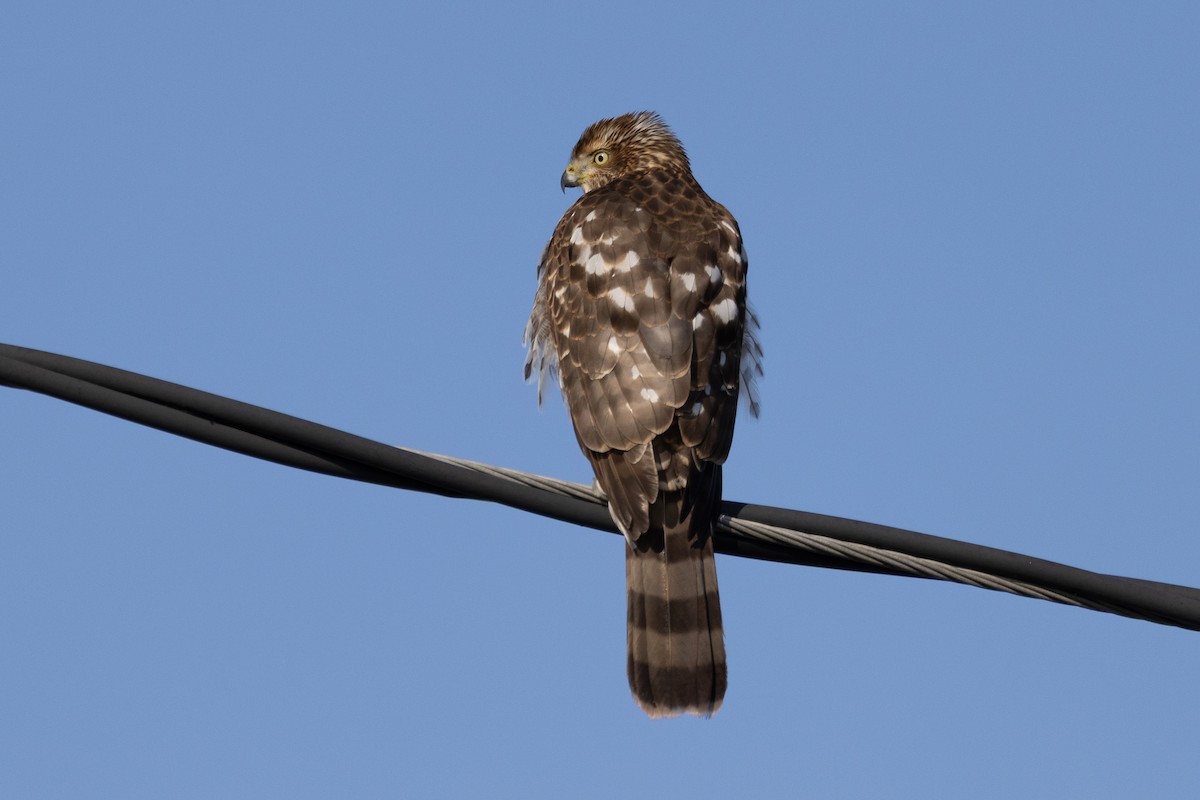 Gavilán de Cooper - ML646537086