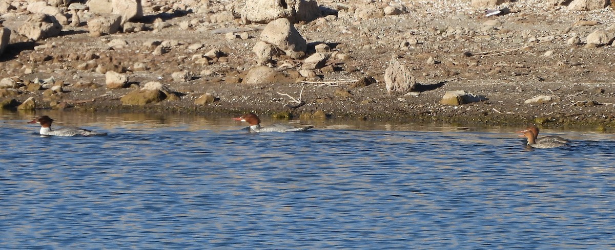 Serreta Grande - ML646537087