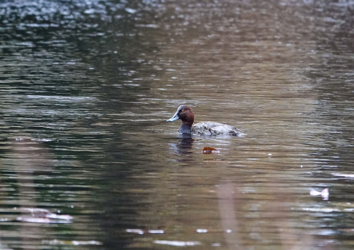 Porrón Americano - ML646537088