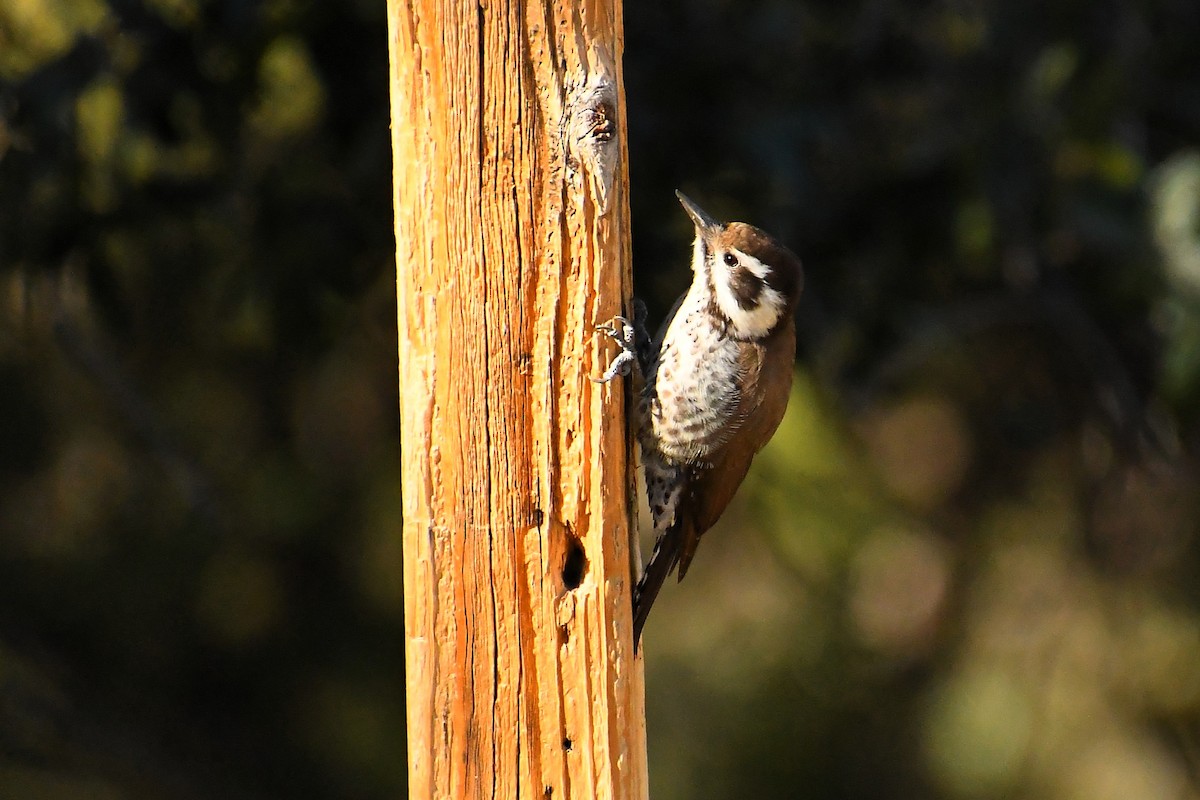 アリゾナアカゲラ - ML646537089