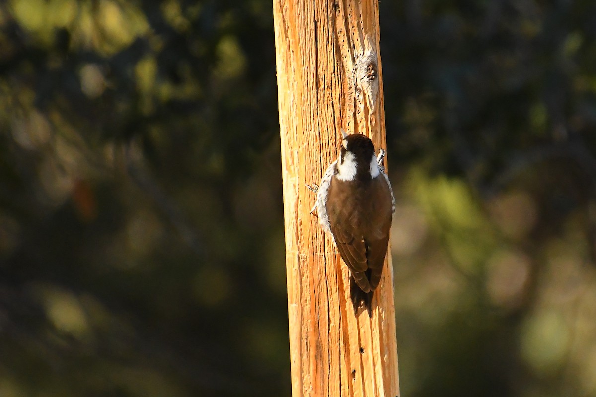 アリゾナアカゲラ - ML646537092