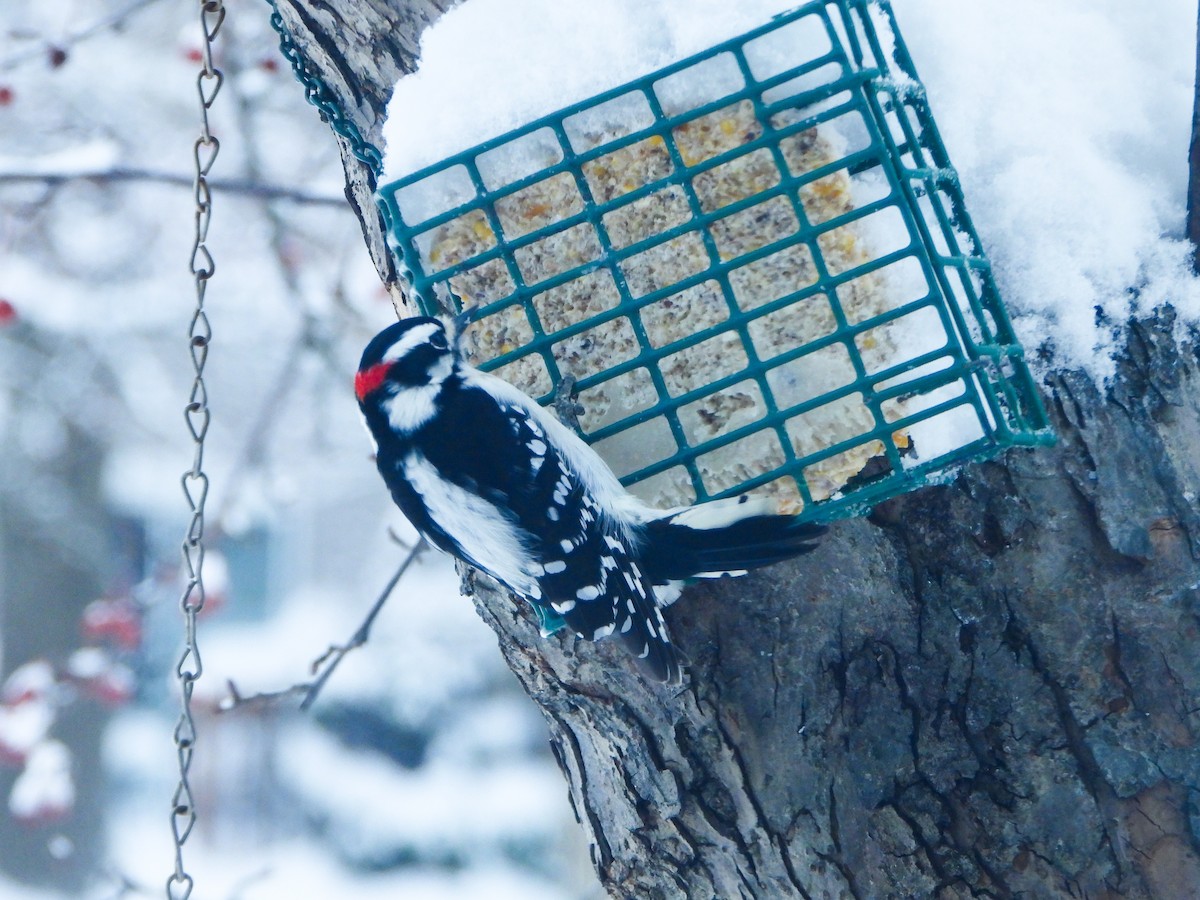 Pico Pubescente - ML646537093