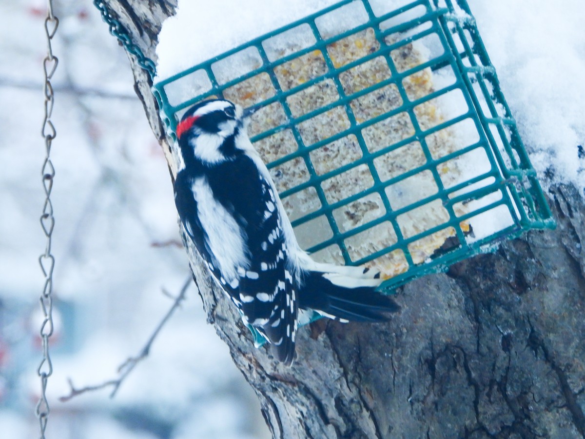 Pico Pubescente - ML646537094