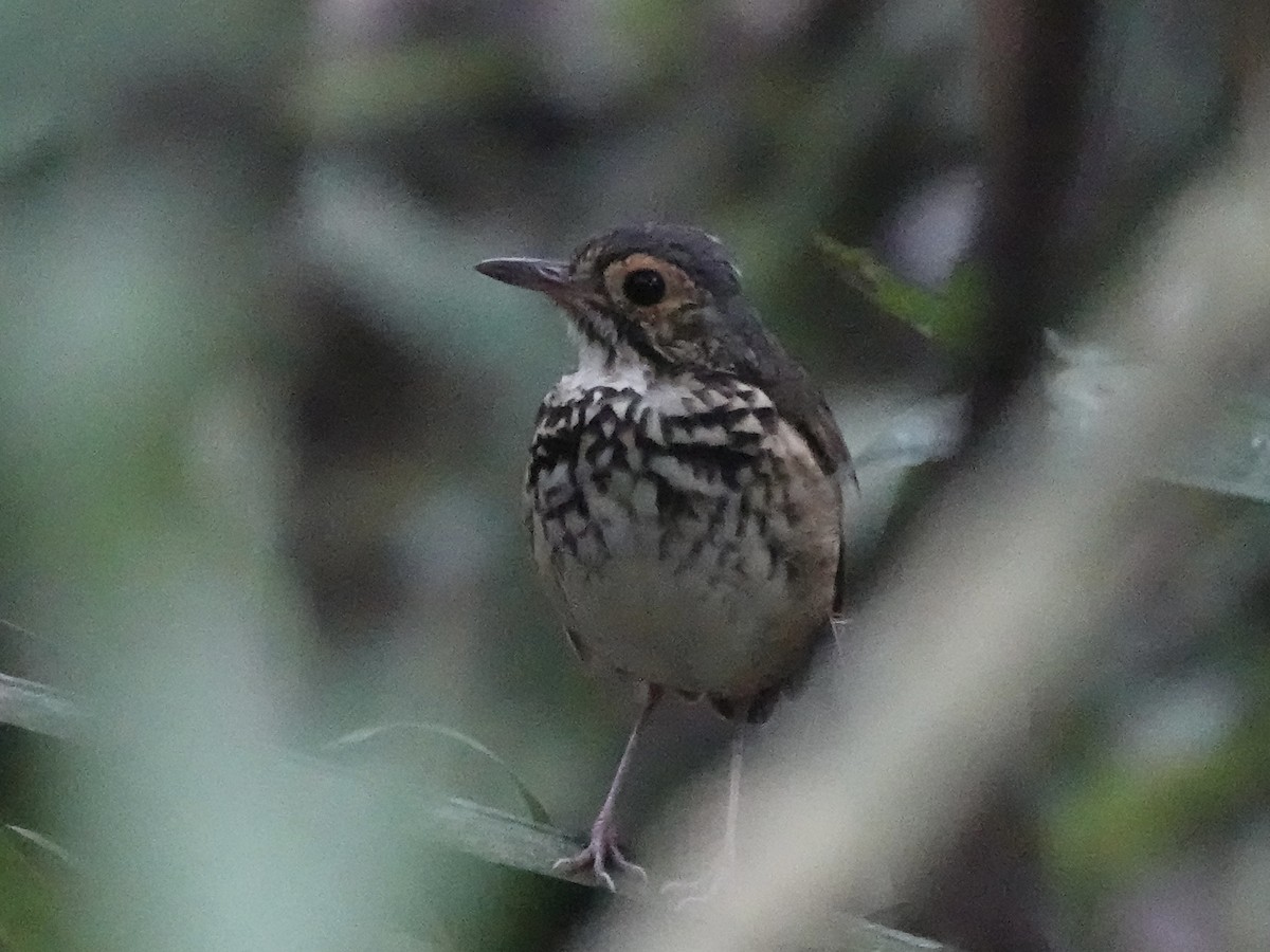Tororoí de Pará - ML646537095