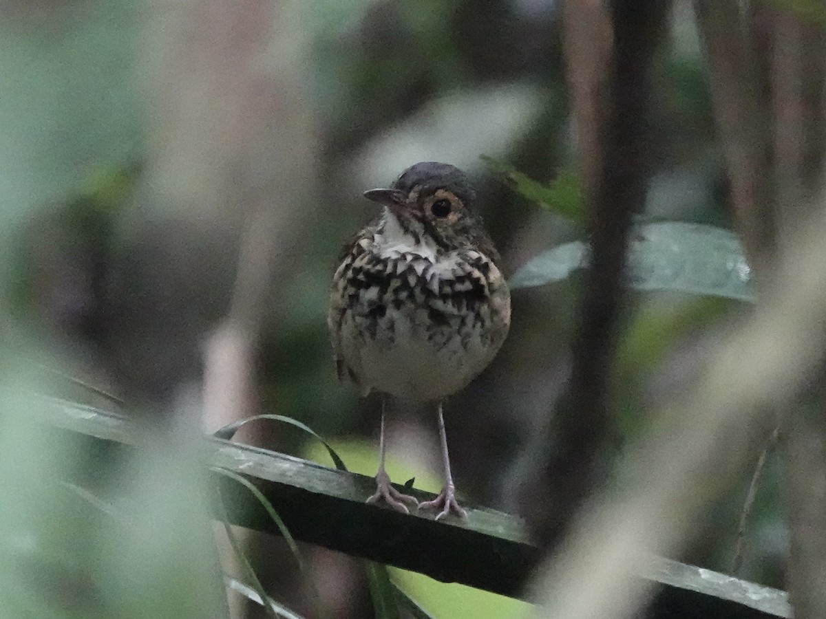 Tororoí de Pará - ML646537097