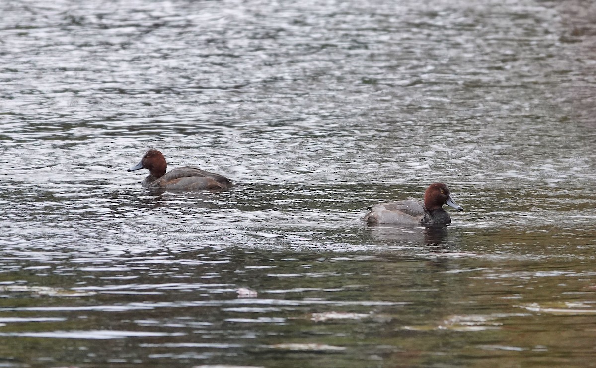 Porrón Americano - ML646537100