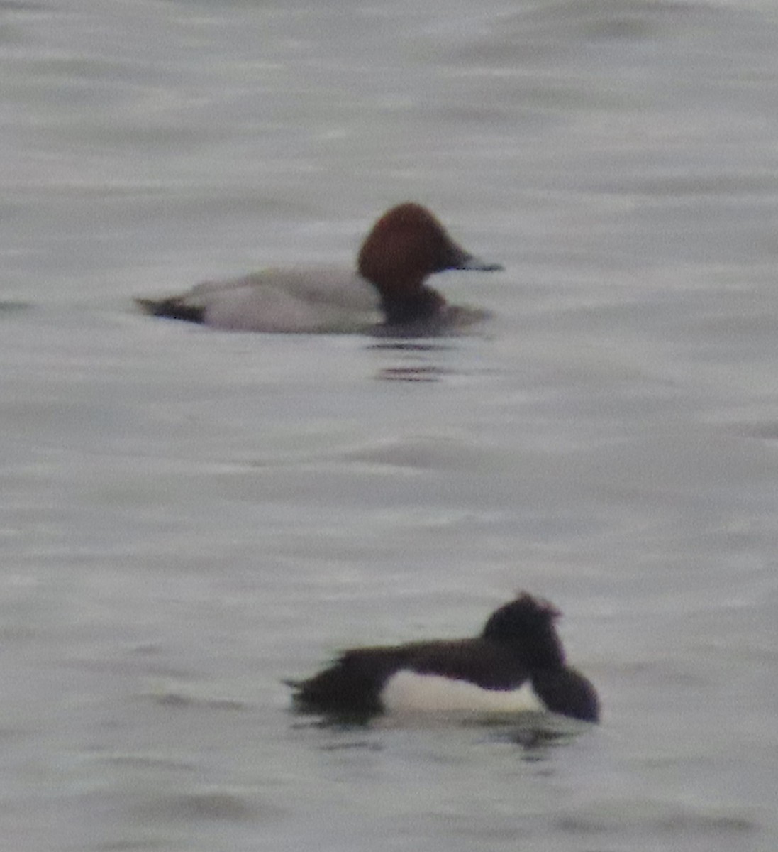 Porrón Europeo - ML646537101