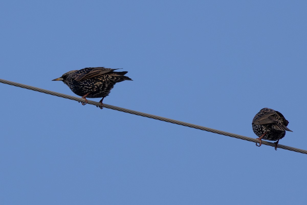 Estornino Pinto - ML646537104