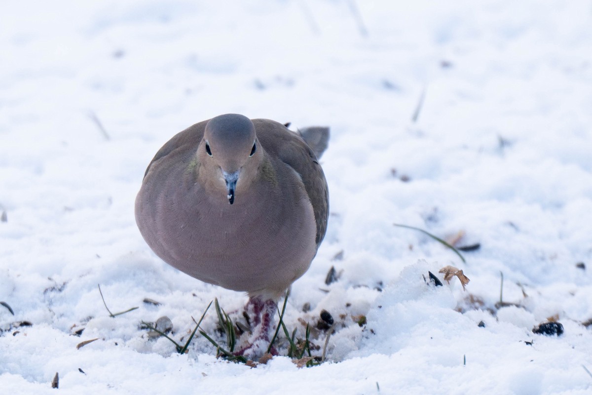 Zenaida Huilota - ML646537106