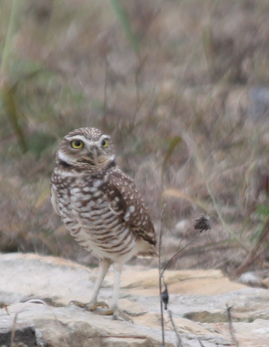 Mochuelo de Madriguera - ML646537107