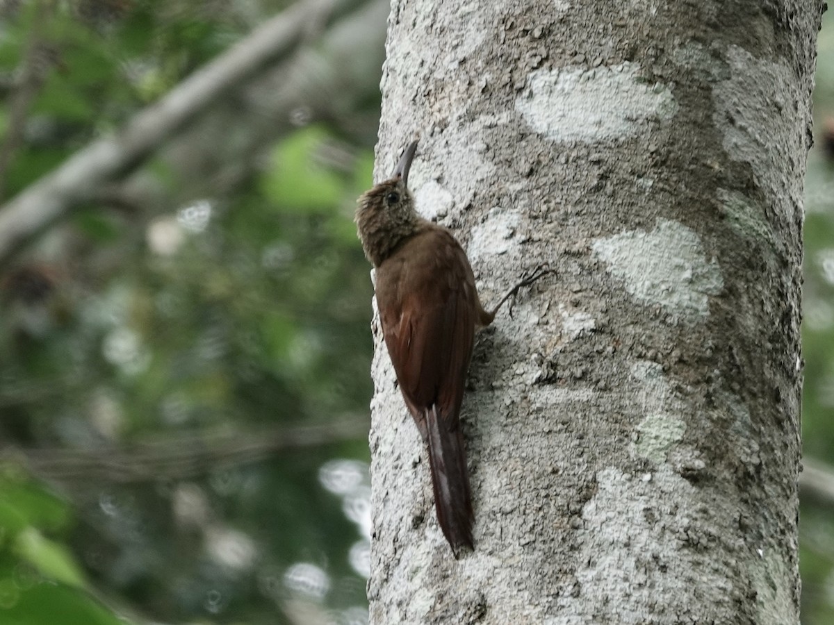 Trepatroncos Barrado Amazónico (retentus) - ML646537108