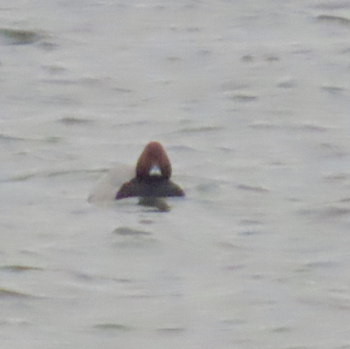 Porrón Europeo - ML646537110