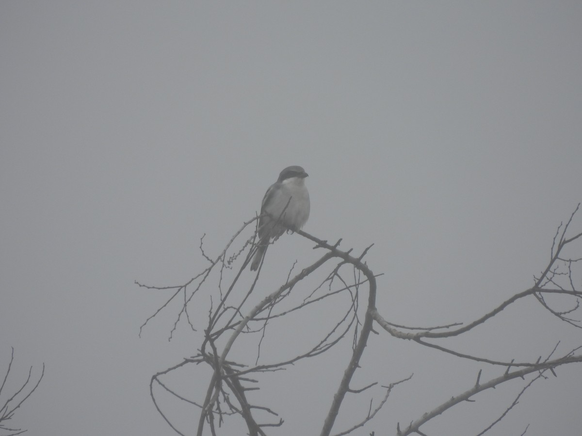 Loggerhead Shrike - ML646537113