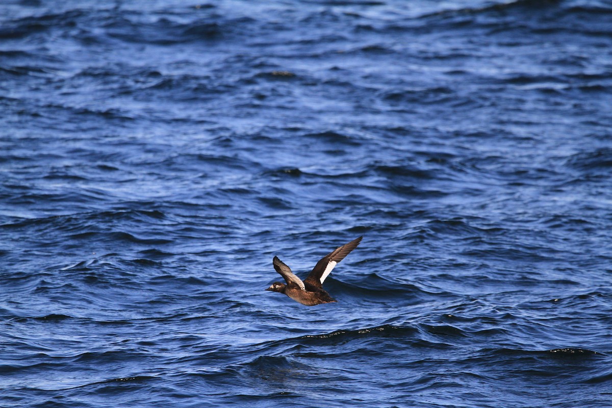 White-winged Scoter - ML646537119