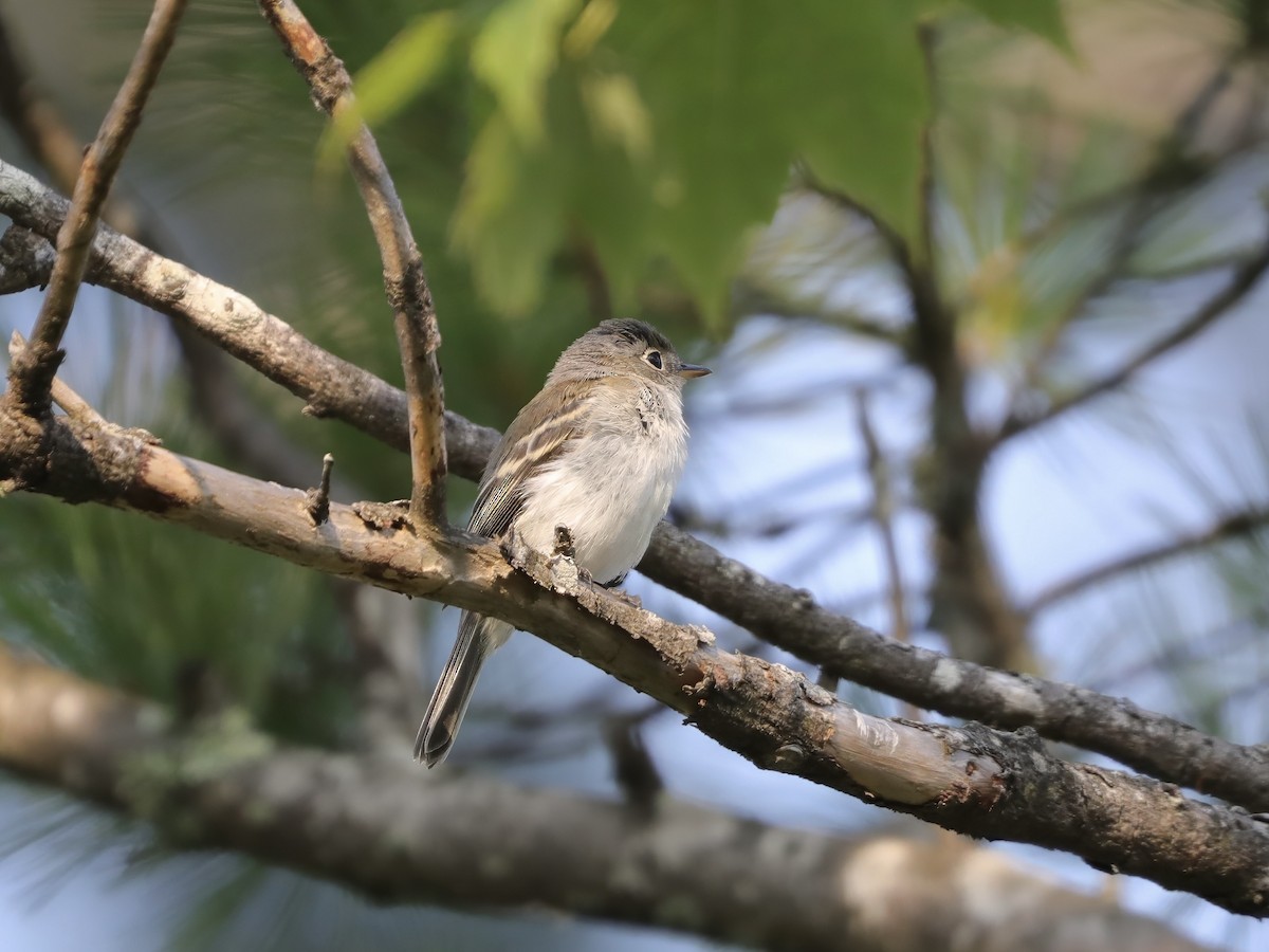 tyranovec malinký - ML646537124