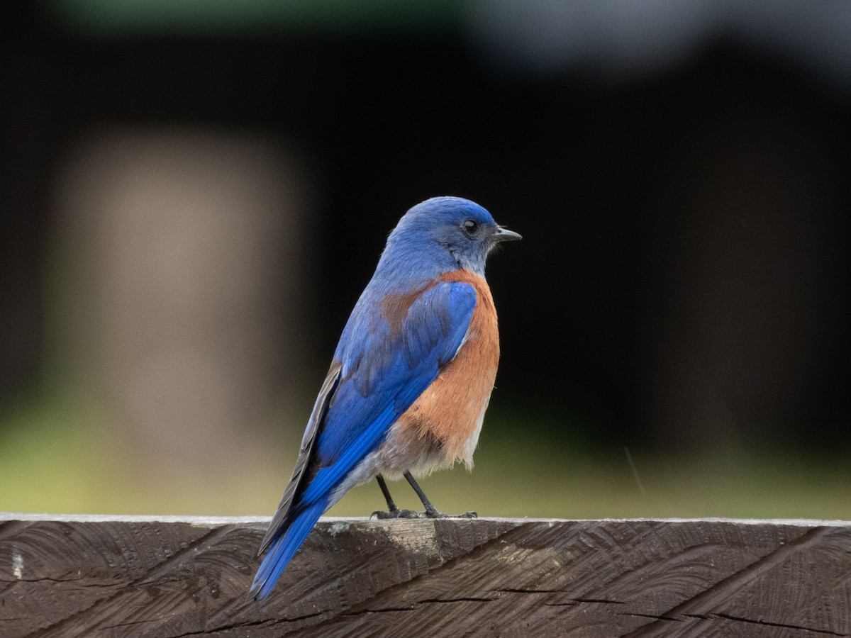 Western Bluebird - ML646537125