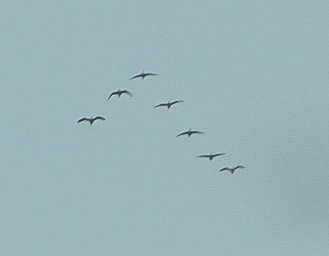 カナダヅル - ML646537126