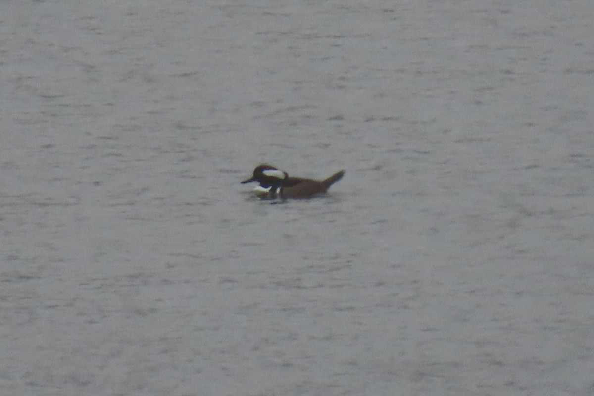 Hooded Merganser - ML646537127