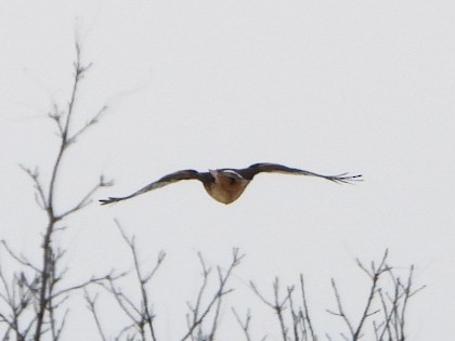 アメリカハイイロチュウヒ - ML646537135