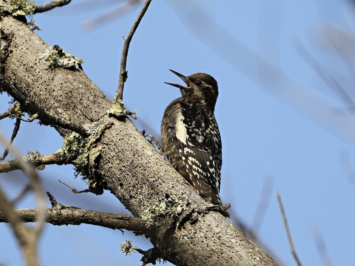 datel rudohrdlý - ML646537136