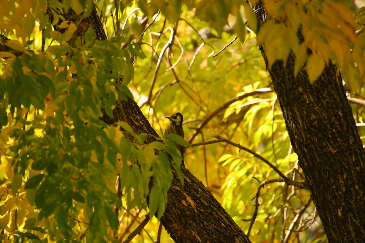 アリゾナアカゲラ - ML646537138