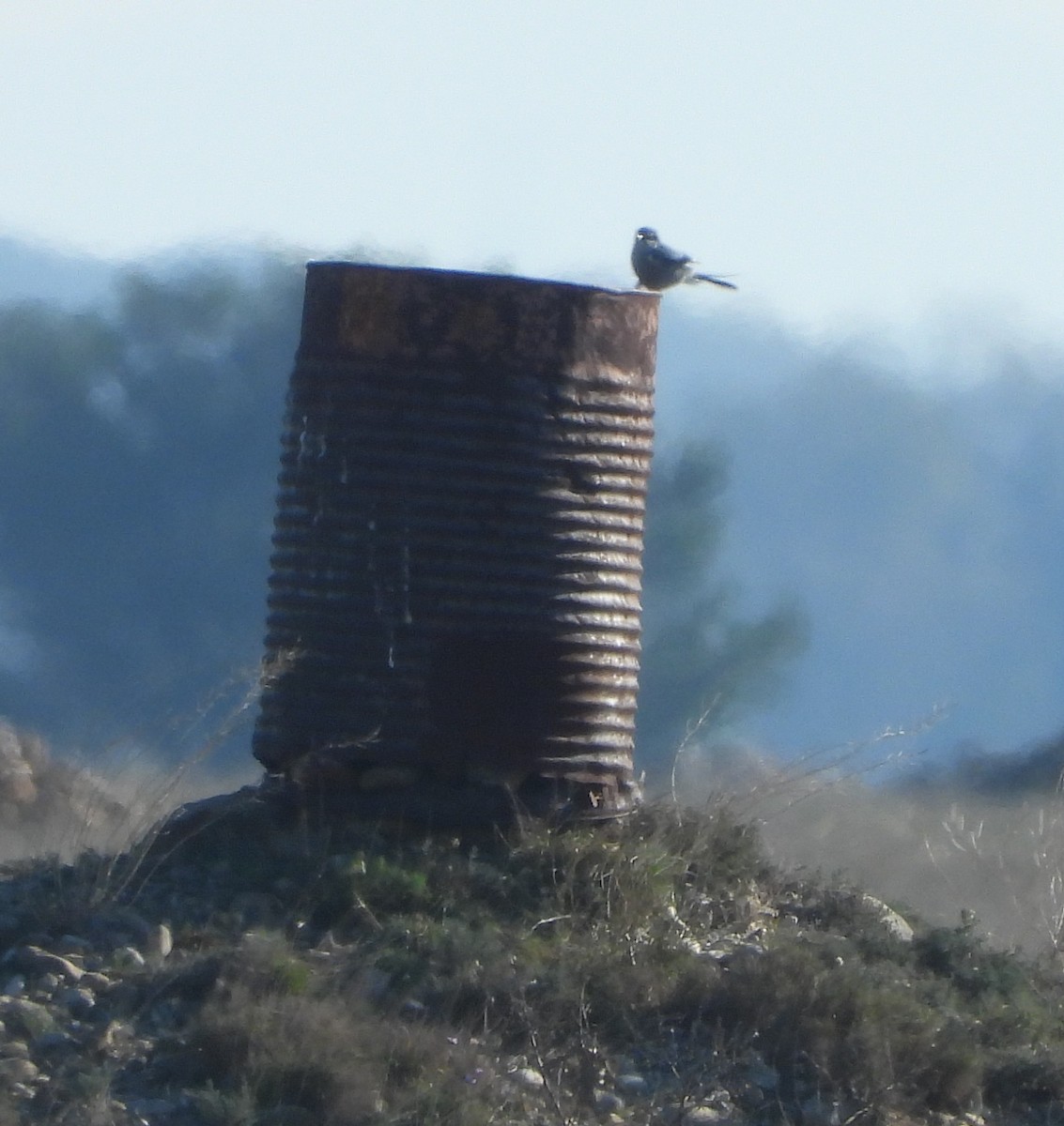 Iberian Gray Shrike - ML646537139