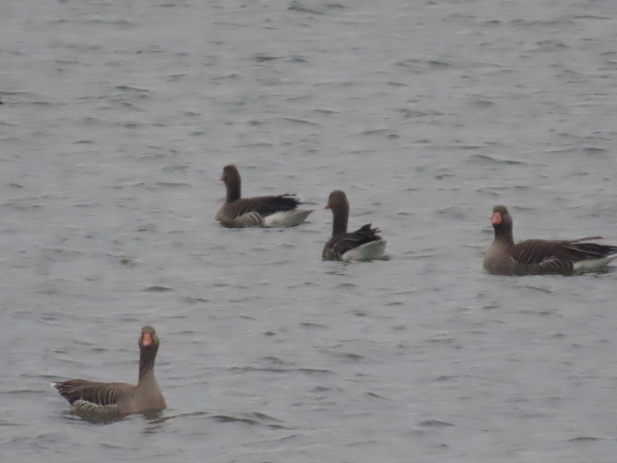 Graylag Goose - ML646537142