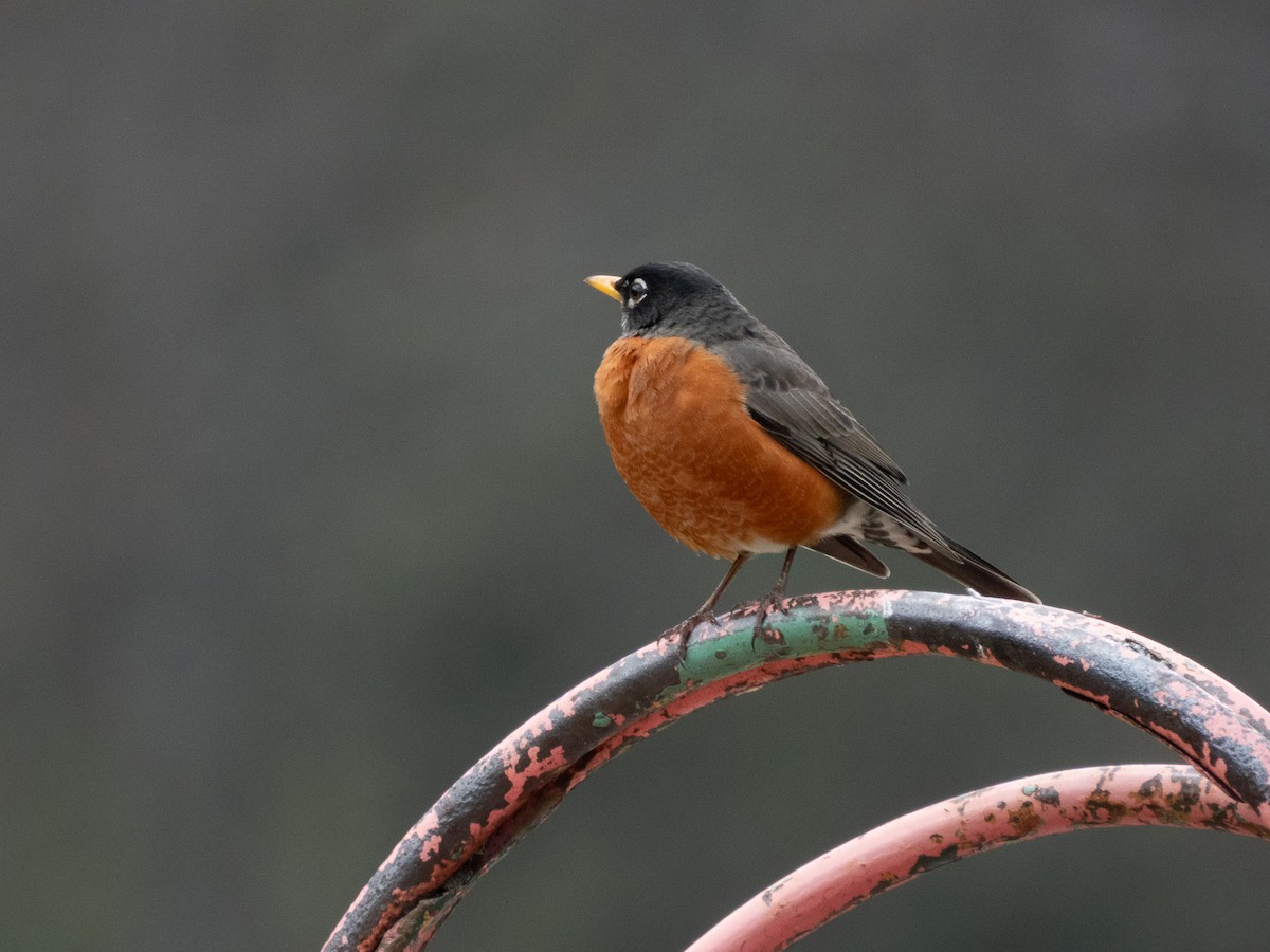 Zozo papargorria - ML646537145