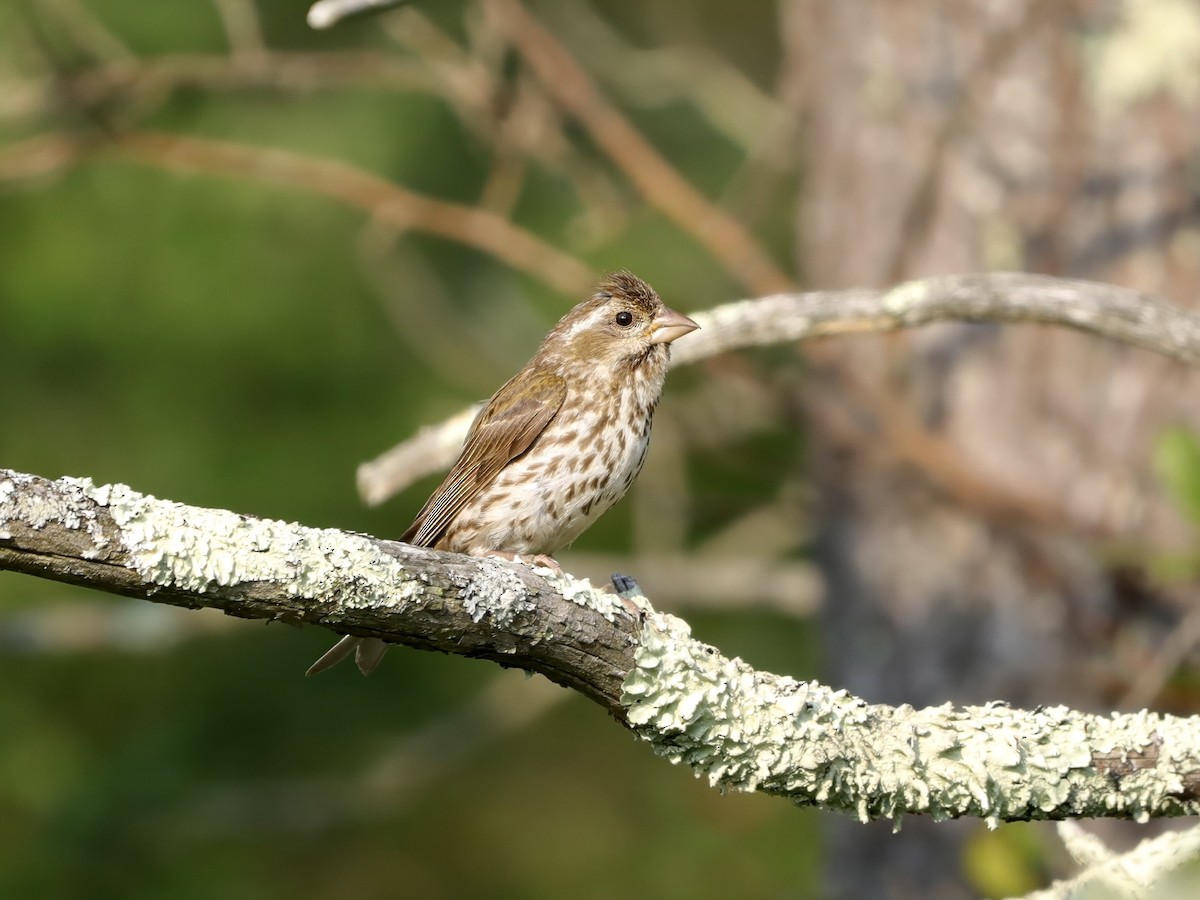 hýl nachový - ML646537146