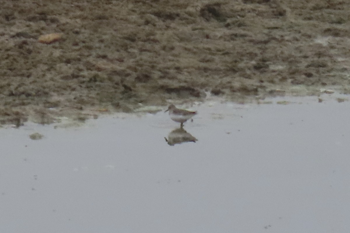 Least Sandpiper - ML646537148