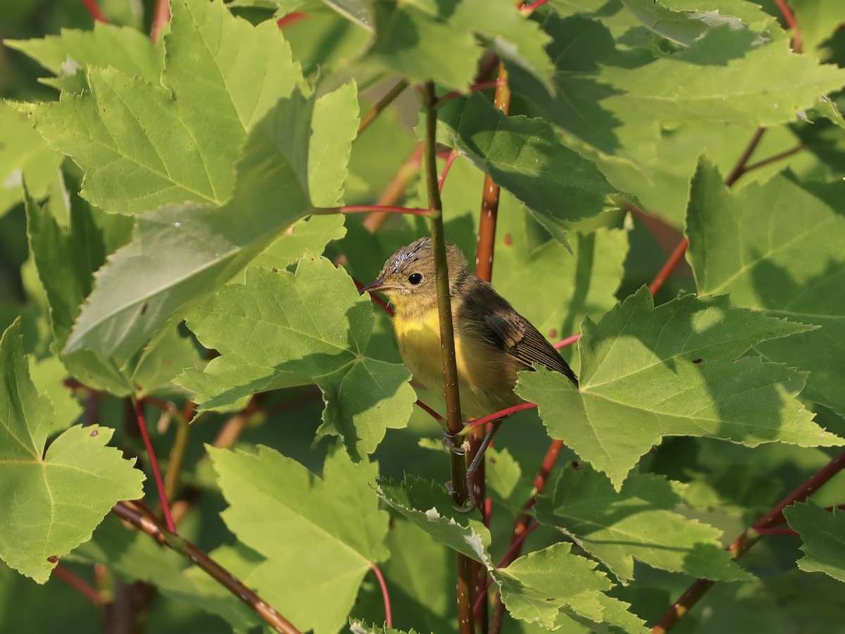 lesňáček žlutohrdlý - ML646537160