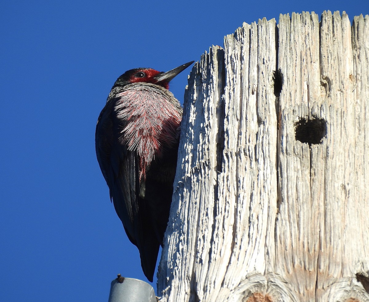 Lewis's Woodpecker - ML646537162