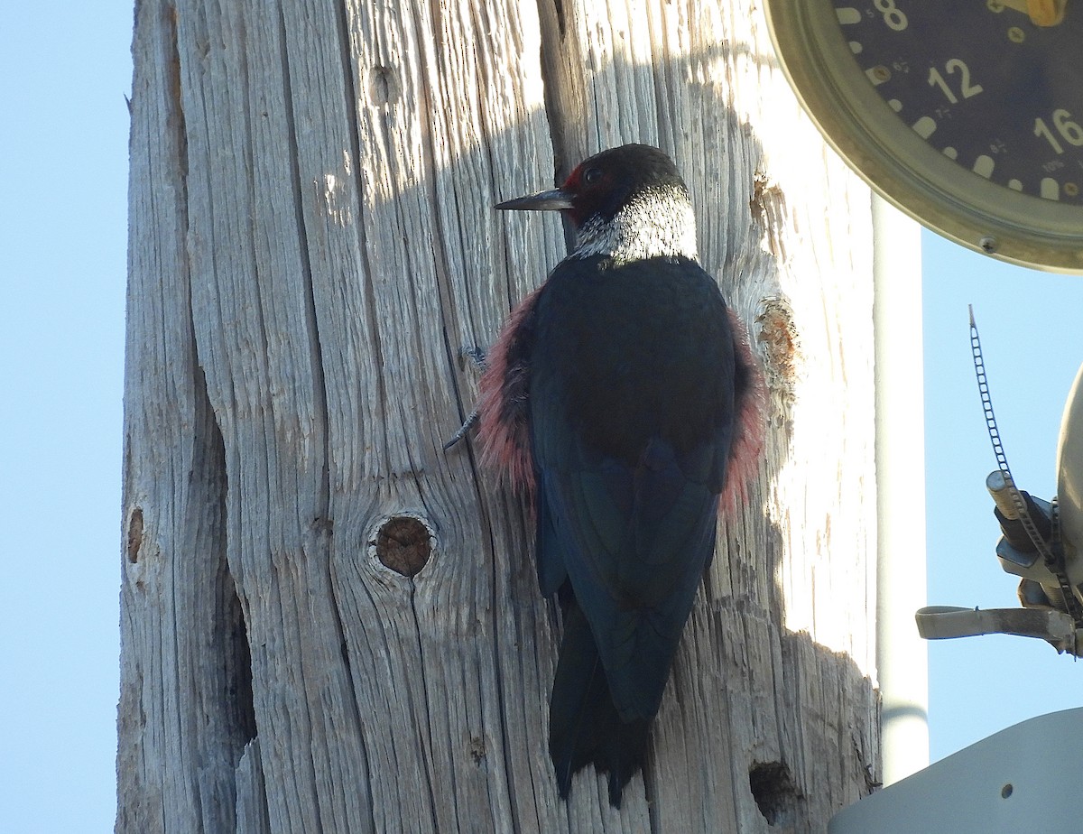 Lewis's Woodpecker - ML646537163