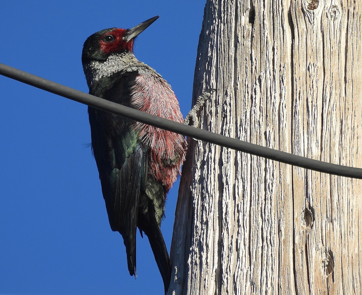 Lewis's Woodpecker - ML646537164
