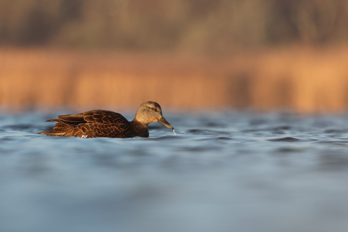 Ahate iluna - ML646537165