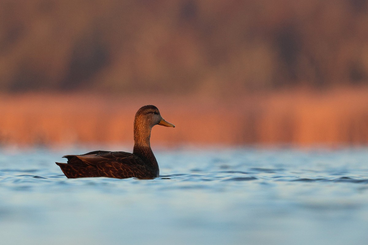 American Black Duck - ML646537166