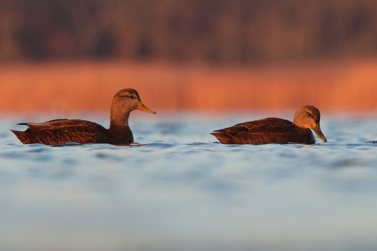 American Black Duck - ML646537169