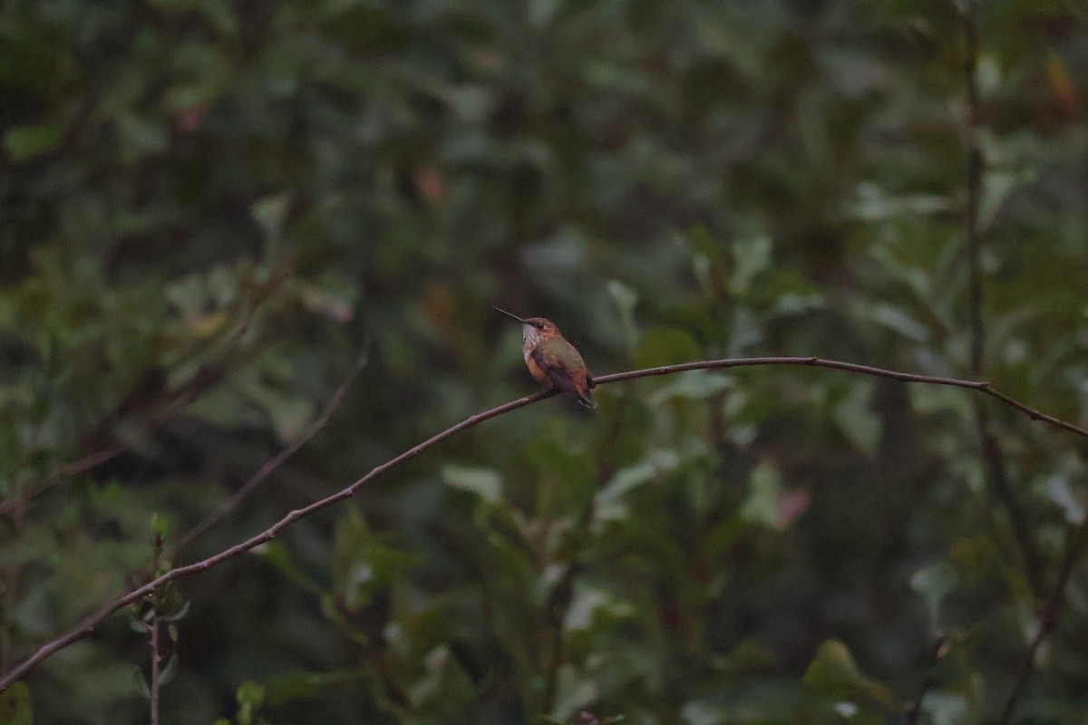 kalypta rezavolesklá - ML646537170