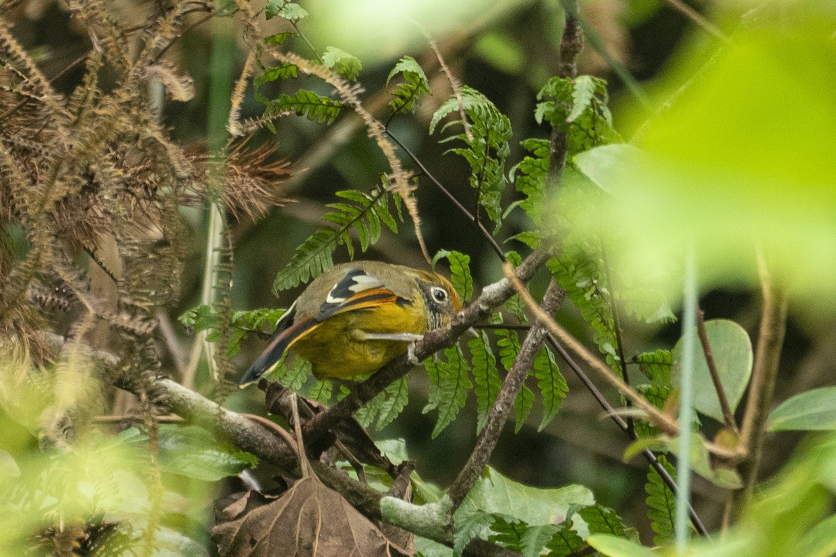 Chestnut-tailed Minla - ML646537171