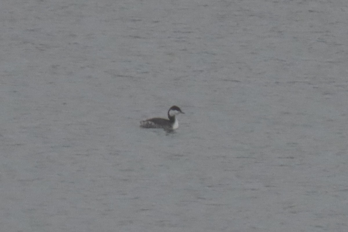 Horned Grebe - ML646537173