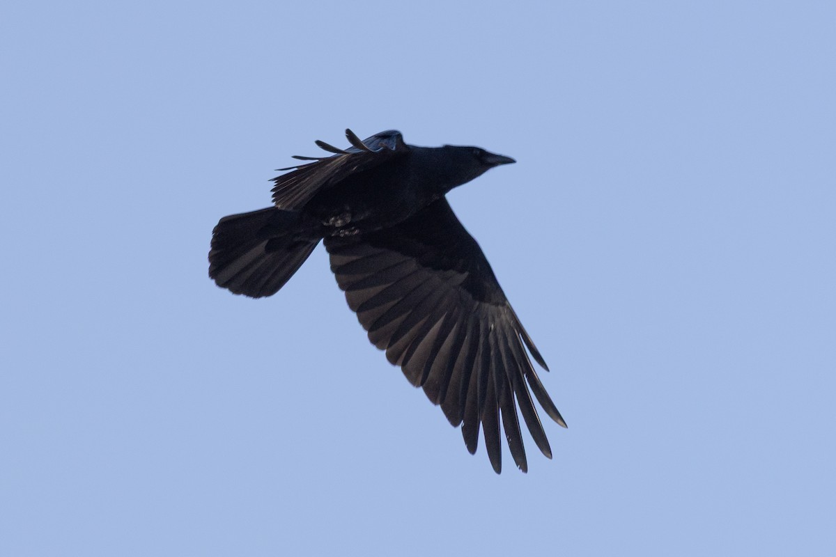 Fish Crow - ML646537174