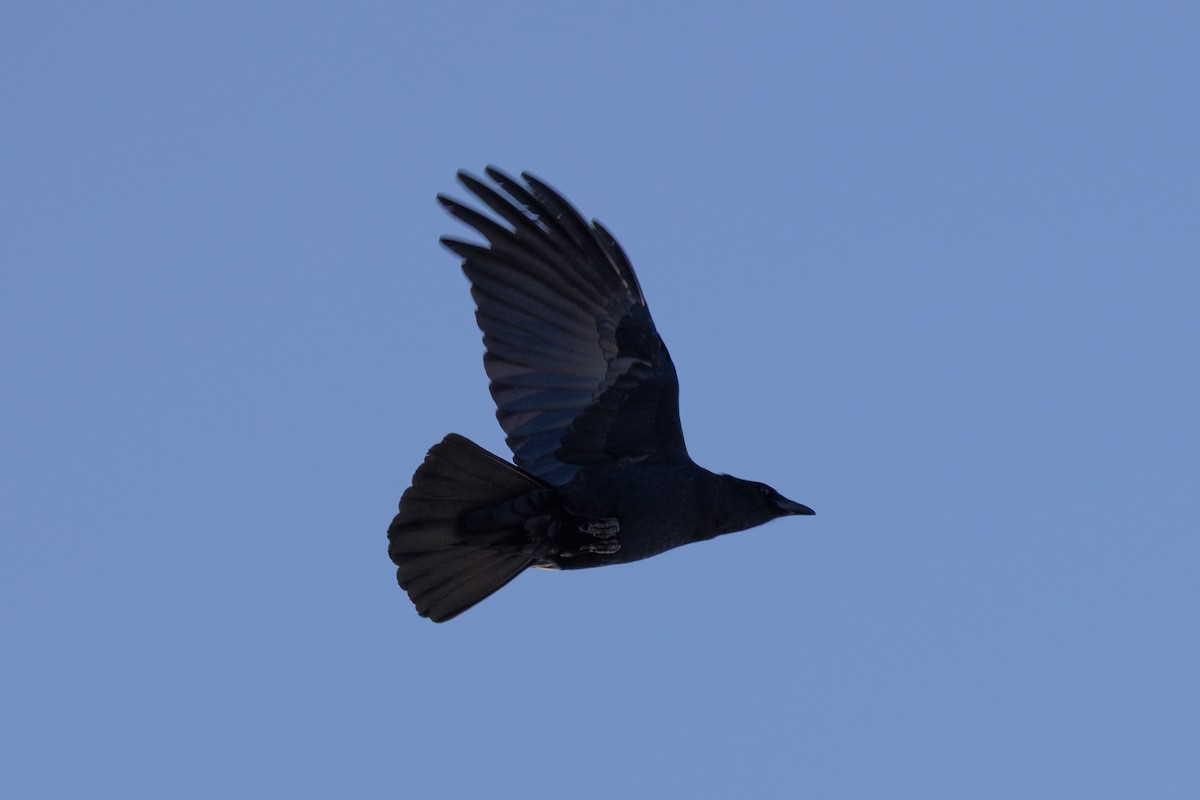 Fish Crow - ML646537175