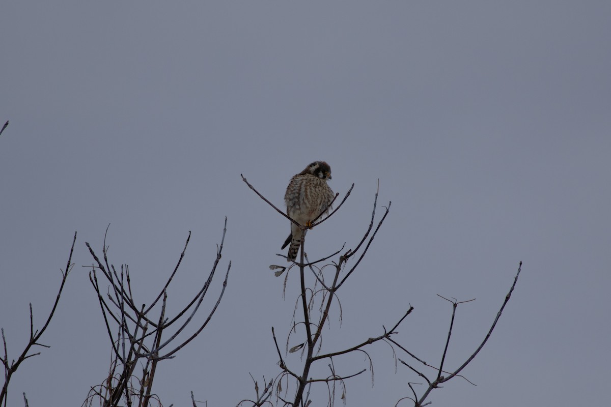 American Kestrel - ML646537176